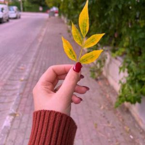 دانلود آهنگ کمر باریک من شام تاریک من بیا به نزدیک من